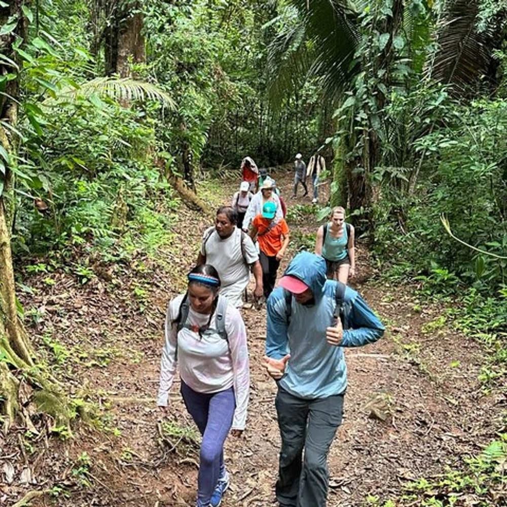 A group of hikers is ascending a lush, green trail in a tropical forest.