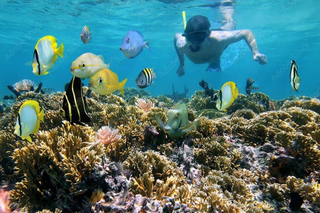 A snorkeler swims above a vibrant coral reef teeming with colorful fish.